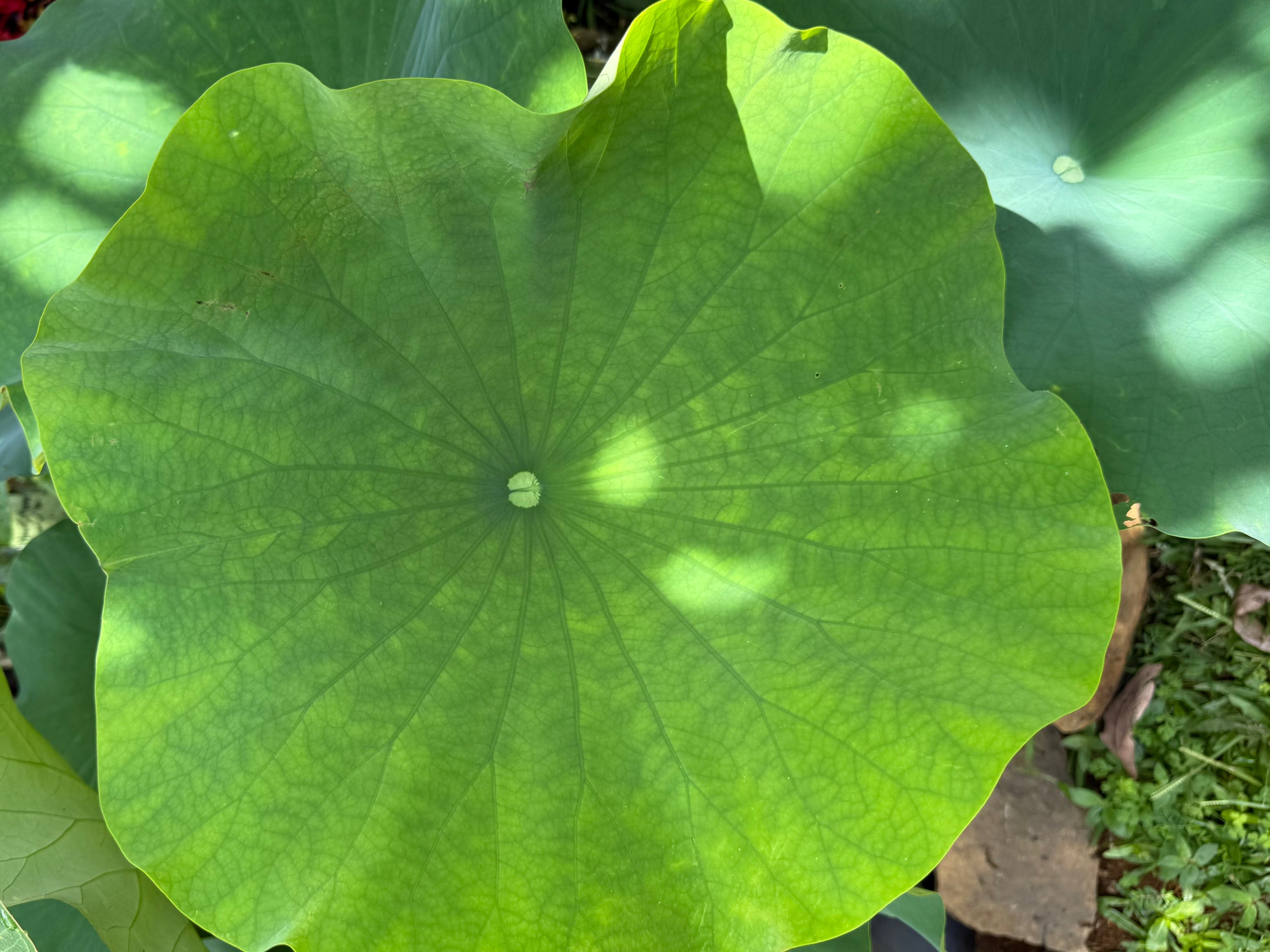 Aventurine - Jae